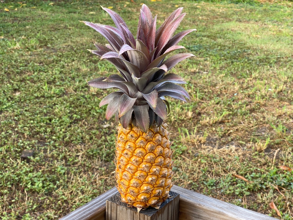 Antigua Black pineapple