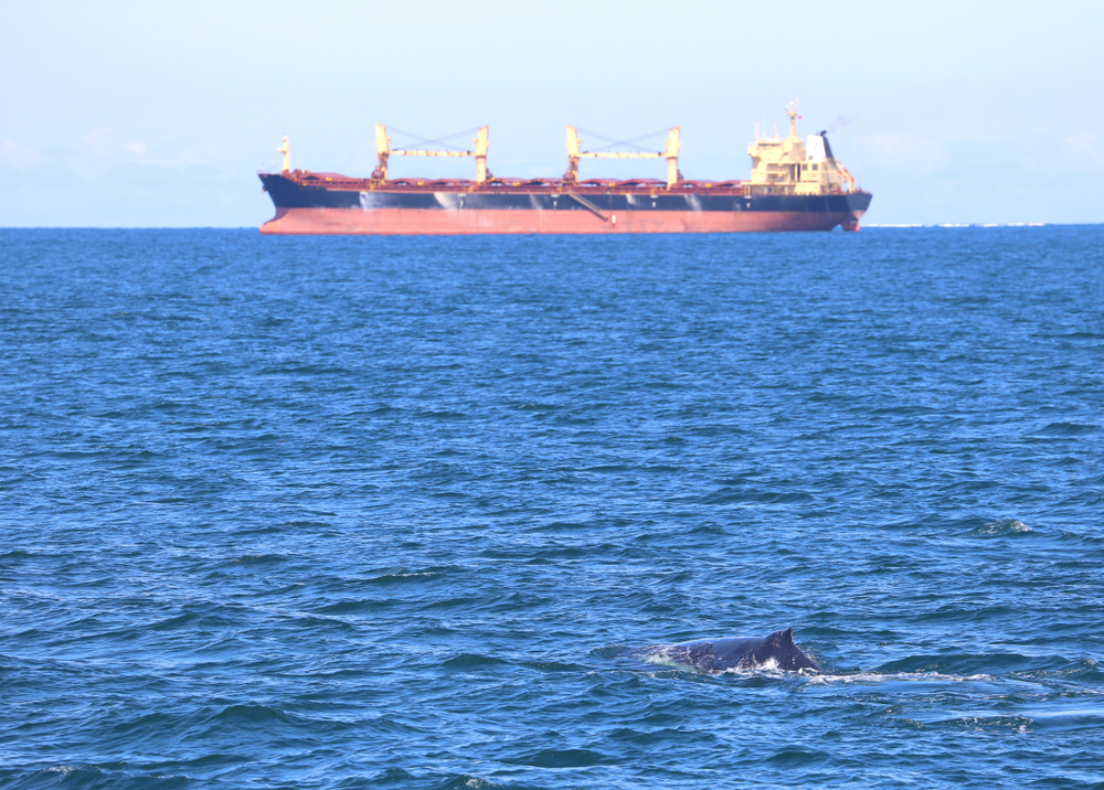 cargo ship strike whales