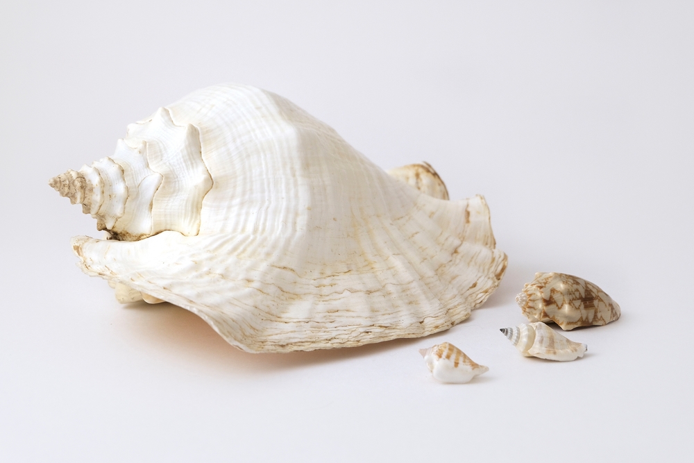 Seashell Discovery