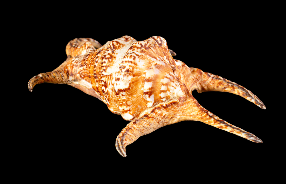 Strombidae shell family
