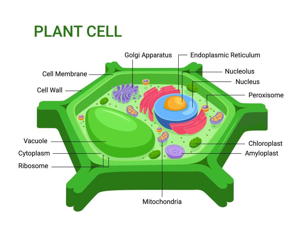 cell membrane plant