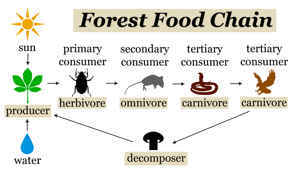 food chain land