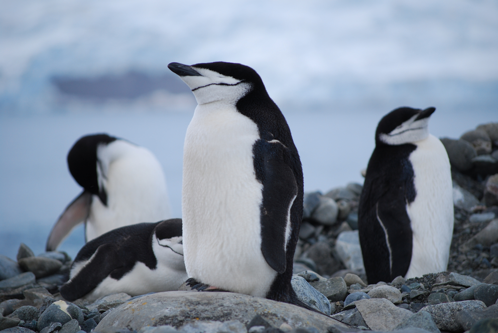 Animal Life in Antarctica