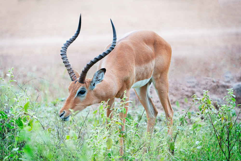 Gazelles eating