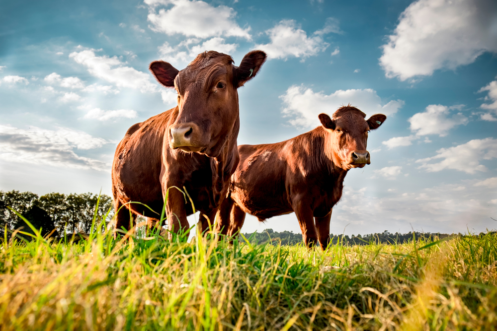 History of U.S. Beef Cattle