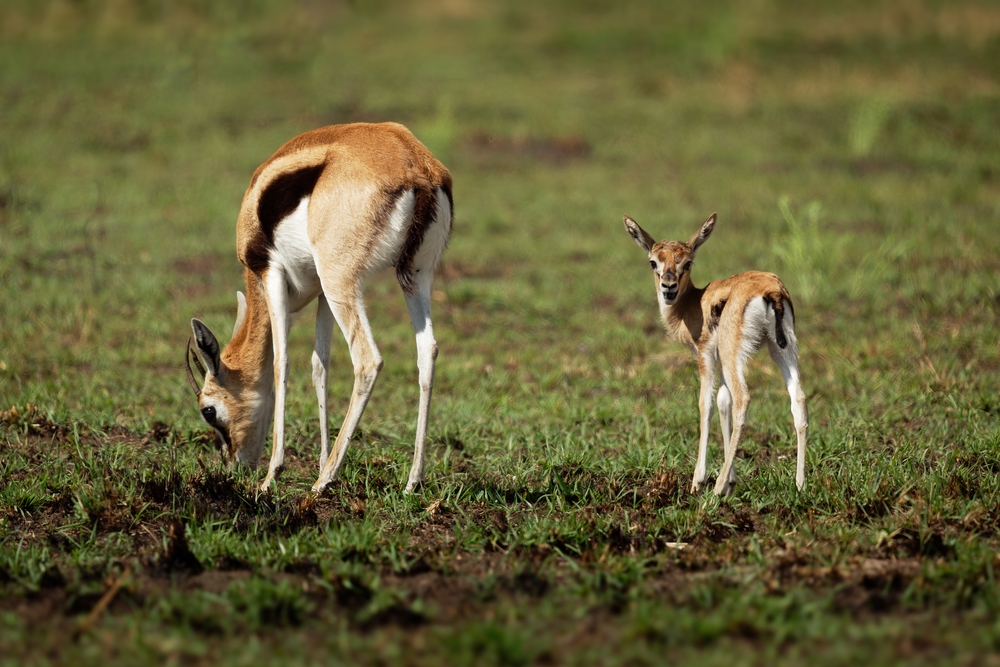female gazelle