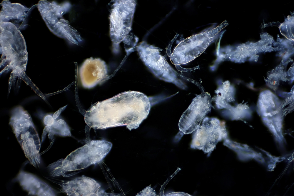 zooplankton 
