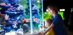 The 13 Most Beautiful Aquariums in the United States