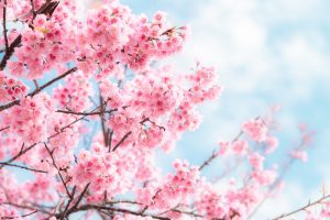 Beauty in nature of pink spring cherry blossom in full bloom  un