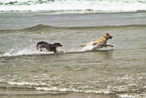 Two dogs running in the ocean water
