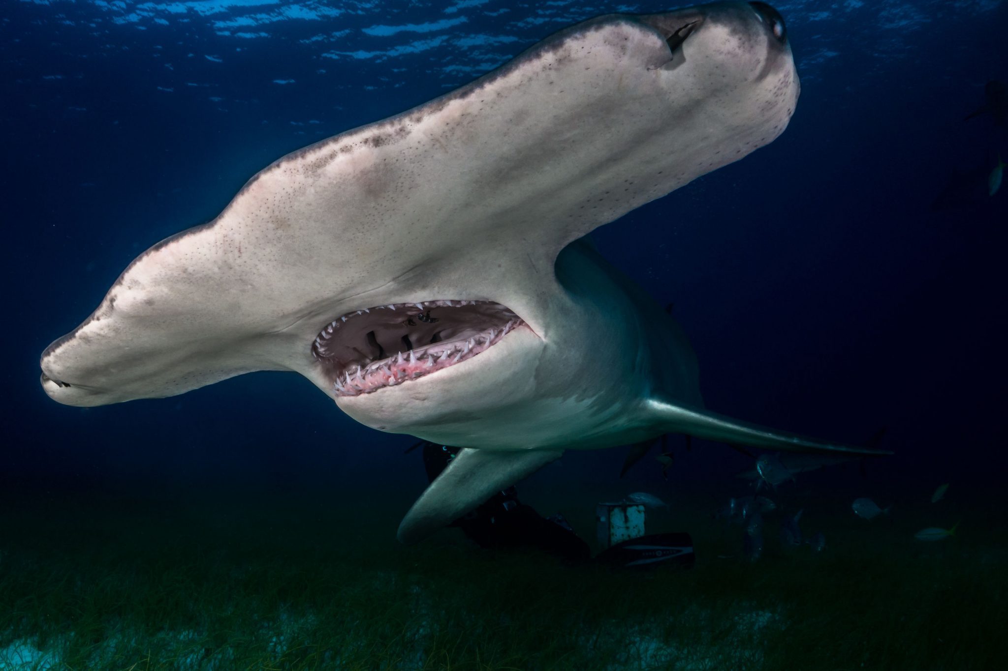 Фото акулы молот и акула Гоблин