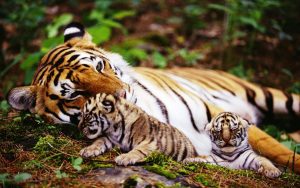 The 10 Biggest Cat Zoos In The World