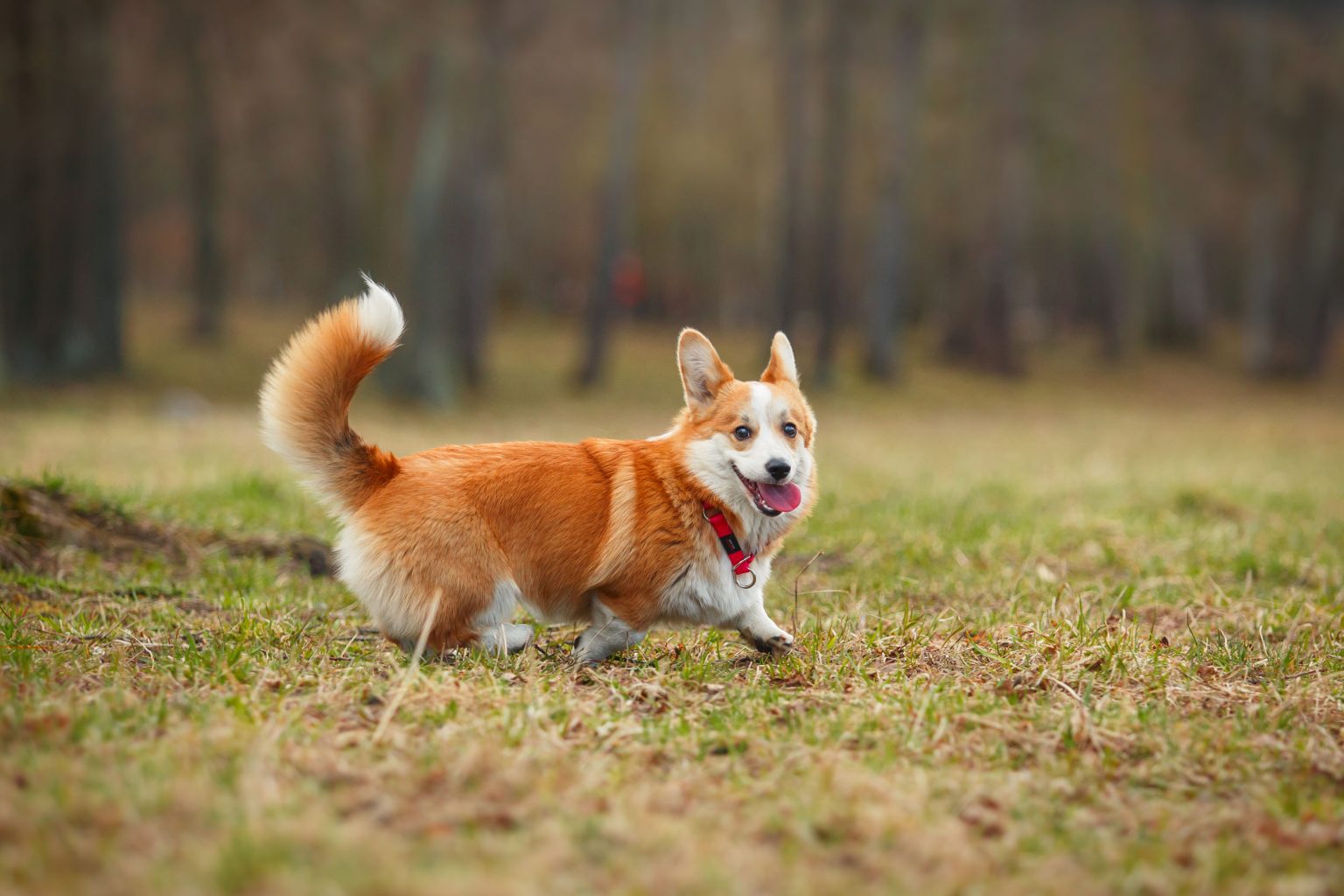 30 Different Types of Dog Breeds That Start With ‘C’