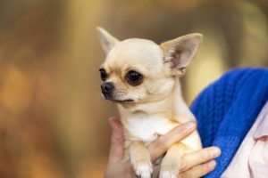 Chihuahua dog sitting on her owners arm in an autumn forest background