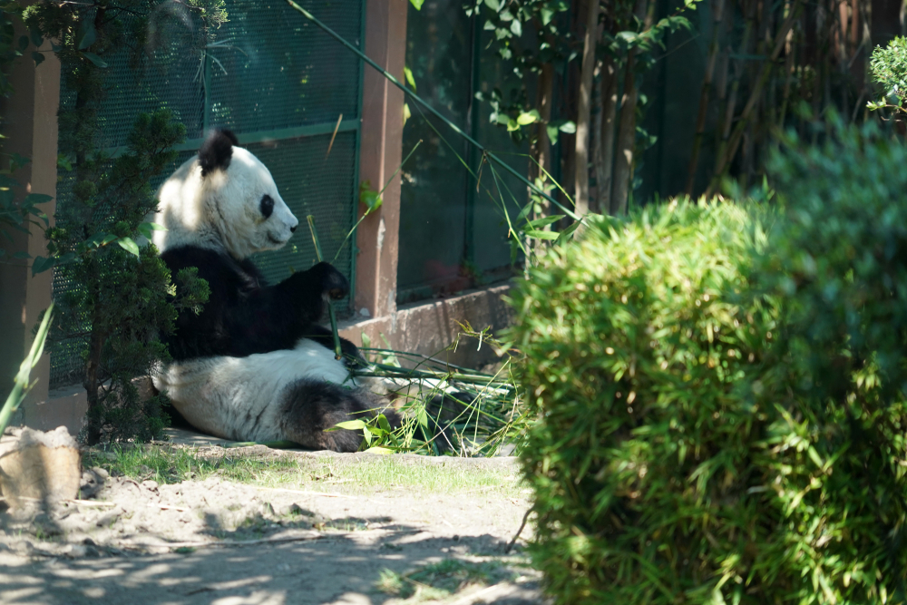 Quietscheente Zoo Badeente Panda X * Gummiente Pandabär 