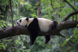 Panda,Bear,Sleeping,On,A,Tree,Branch,,China,Wildlife.,Bifengxia