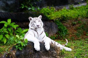 White,Tiger:close,Up,select,Focus,With,Shallow,Depth,Of,Field.