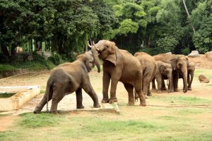 Elephants,Playing,In,Mysore,Zoo