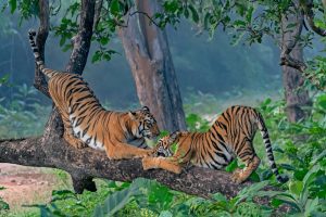 A,Tigress,And,Her,Subadult,Cub,Plays,On,A,Branch