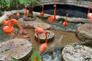 A,Group,Of,American,Flamingo,At,Dallas,World,Aquarium