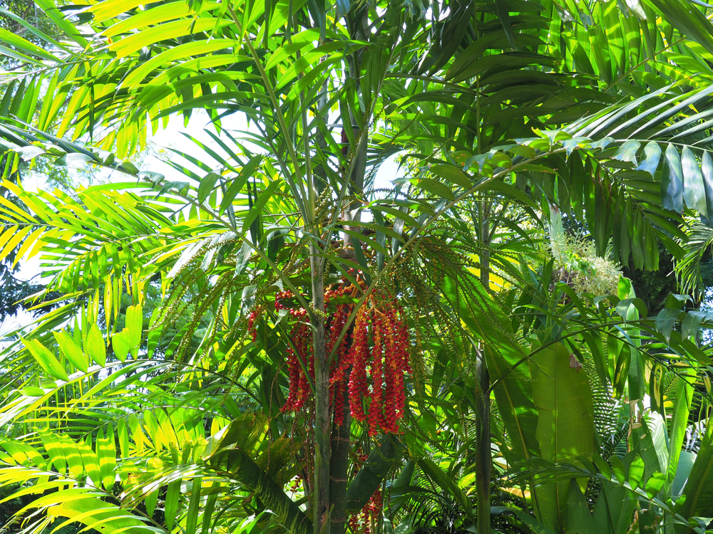 MacArthur Palm