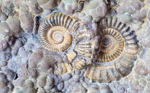 Lower,Jurassic,Ammonites,From,Lyme,Regis,On,Dorset’s,Jurassic,Coast,