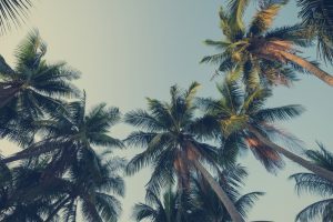 The 12 Types of Palm Trees in Hawaii