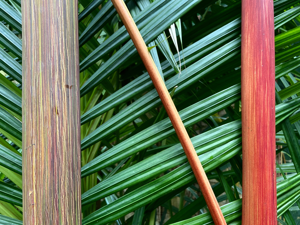 Red Sealing Wax Palm
