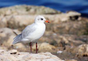 12 Most Beautiful Mediterranean Sea Birds