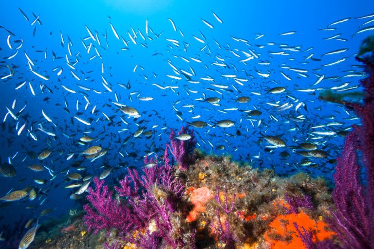 The 18 Most Beautiful Mediterranean Sea Animals