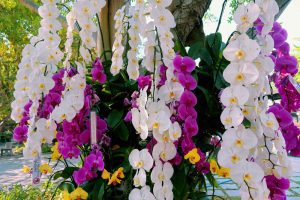 Orchid,Garden.,Orchidaceae.,Orchids,Are,Available,In,Purple,,White,,Yellow.