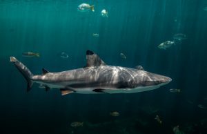 The 16 Most Common Sharks in the Mediterranean