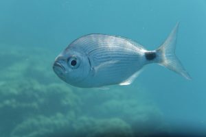 The 30 Most Common Mediterranean Sea Fish