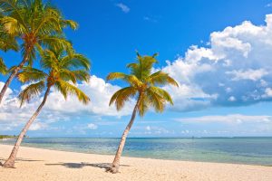 Palm,Trees,On,The,Beach,In,Key,West,With,Blue