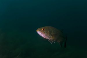 The 20 Most Common Fish Species in Lake Michigan