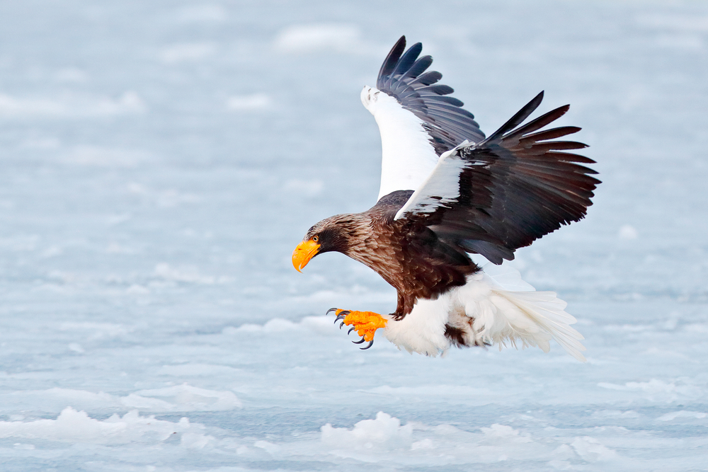 Are Eagles Common in Russian Wildlife