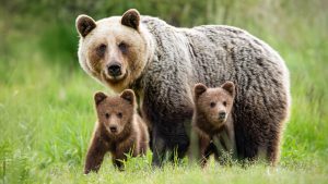 Protective,Female,Brown,Bear,,Ursus,Arctos,,Standing,Close,To,Her