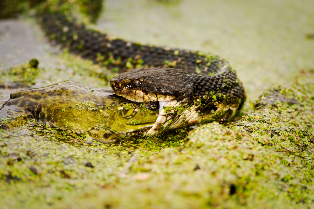 Brazos Water Snake
