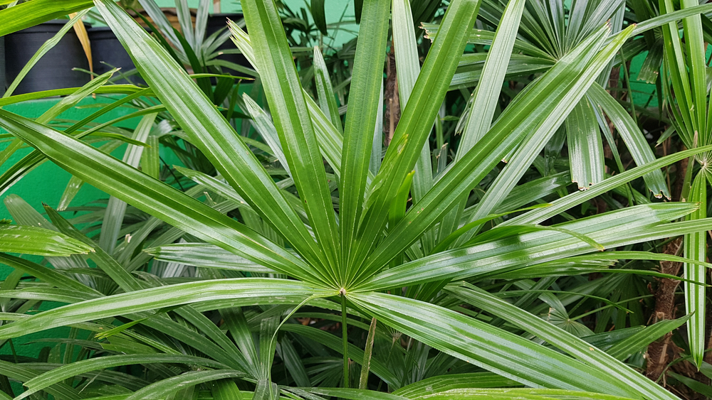 Broadleaf lady palm