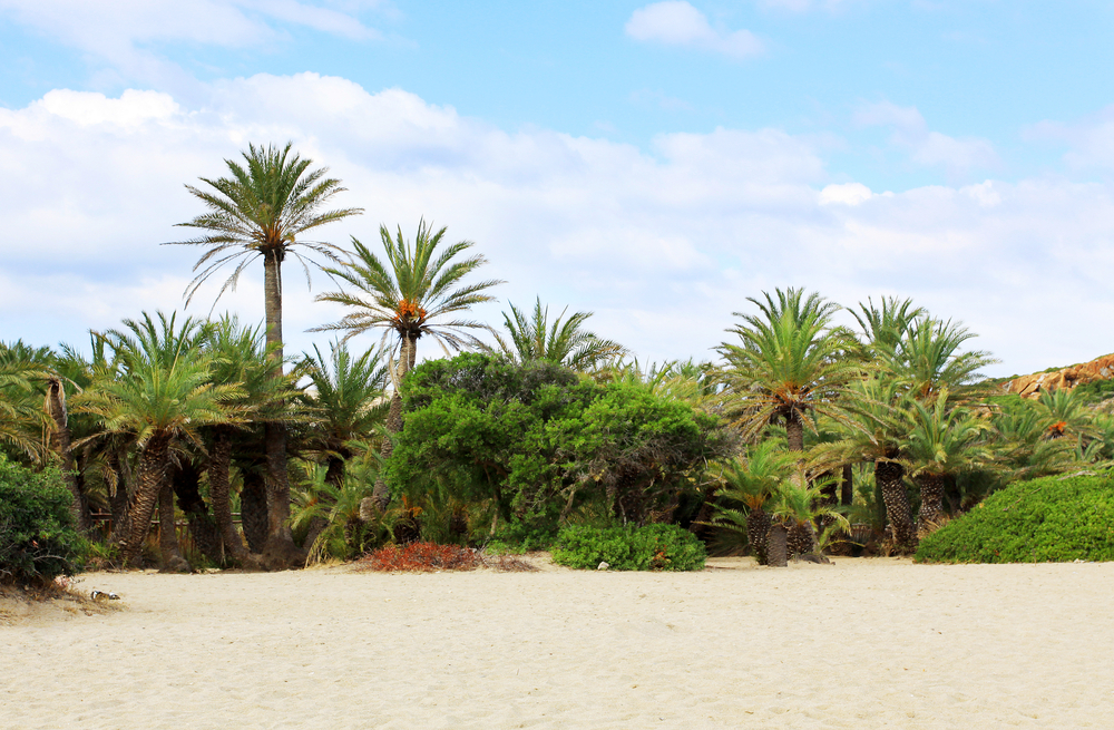 Europe's Largest Palm Tree Forest