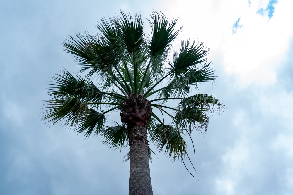 Footstool Palm