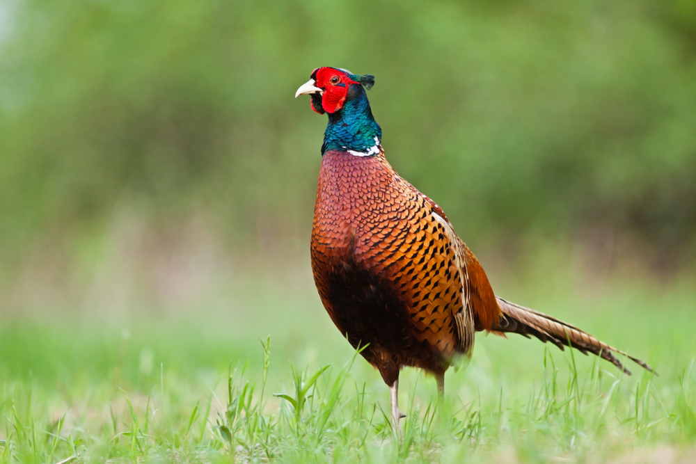 Green Pheasant Symbolic