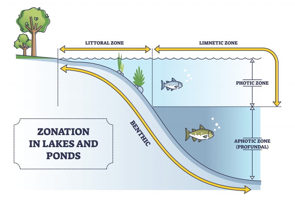 How Does Limnology Define Lakes and Ponds