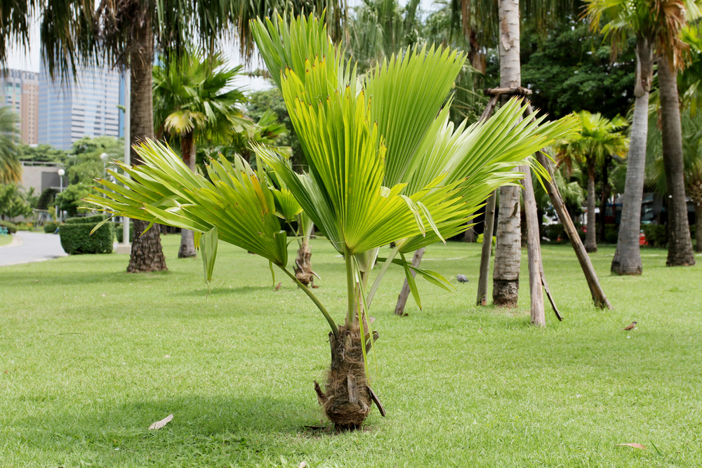 How do I Plant a Palm Tree