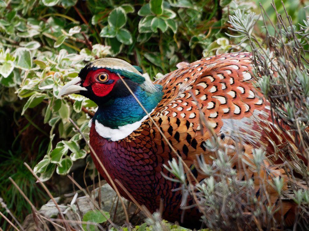 How is the Japanese Green Pheasant classified
