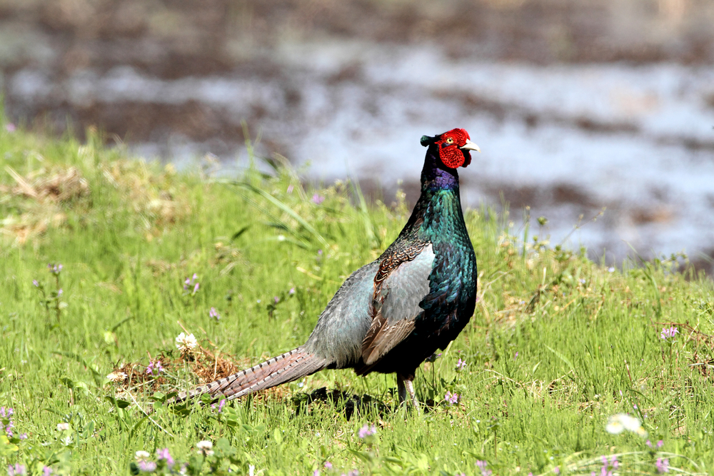 Kind of Bird is the Green Pheasant
