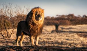 Single,Lion,Looking,Regal,Standing,Proudly,On,A,Small,Hill