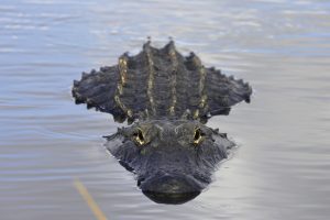 Mississippi-alligator,,Alligator,Mississippiensis,,American,Alligator,,Anhinga,Trail,,Everglades,,Florida,,Usa