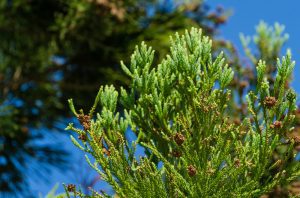 Close-up,Of,Japanese,Sugi,Pine,(cryptomeria,Japonica),Or,Cupressus,Japonica