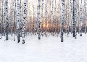 Winter,Landscape.,Birch,Forest,At,Sunset.,Fresh,,Clean,Snow,Falling